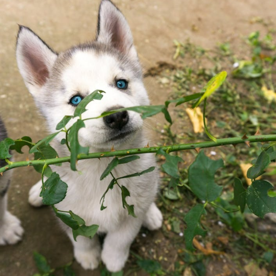 cute Pomsky pup
